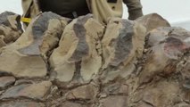 Descubren una nueva especie de dinosaurio en México que llevaba más de 72 millones de años bajo tierra