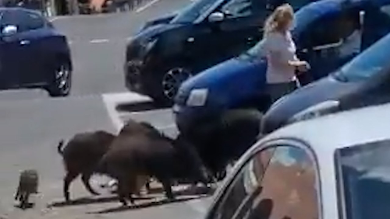 Italie : des sangliers «rackettent» une cliente sur le parking d’un supermarché