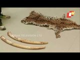 Elephant Tusks, Leopard Skin Seized By Odisha Police STF, 3 Smugglers Held