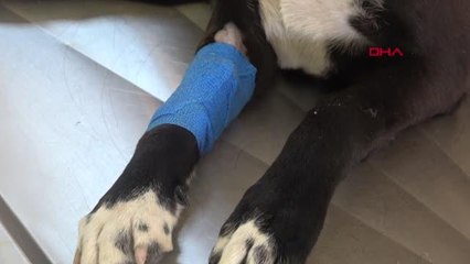 İZMİR TABANCAYLA VURULAN SOKAK KÖPEĞİNDEN İYİ HABER