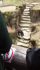 Haylaz maymun öyle bir şey yaptı ki!