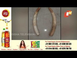 Crime Branch STF Seizes Leopard Skin, Elephant Tusk In Nayagarh, 2 Arrested