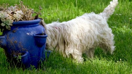 Cute Dogs| sleepy dogs