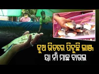 Special Story | Balasore Youth Earns Profit Through Biofloc Fish Farming