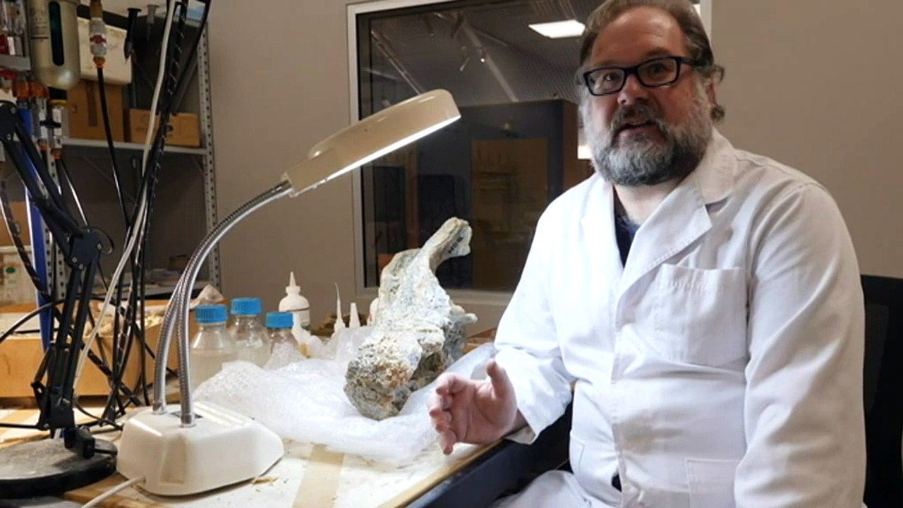 New extinct crocodile species discovered in Central Australia