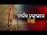 Fire At Veterinary Farm Forest Near Kalinga Studio- Latest Updates