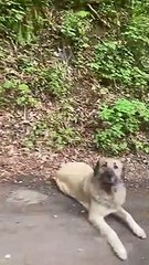 Woman encountering a very sweet pack of dogs on a mountain road.