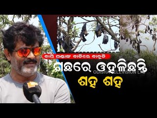 Jatra Artist Bapi Panda Takes Care Of Hundreds Of Bats In His Village