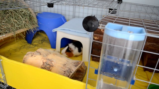 24 HORAS DE MI RUTINA CON LOS ANIMALES 2021 CON 17 ANIMALES | UN DÍA NORMAL CON MUCHOS ANIMALES