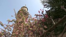 Tarih kokan şehir Erzurum bahar renklerine büründü