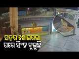 Lioness Spotted Roaming In Residential Complex At Junagarh Gujarat