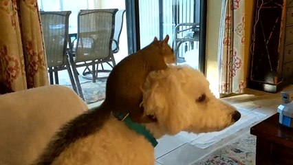 Adorable Relationship Between a Rescue Squirrel and Dog