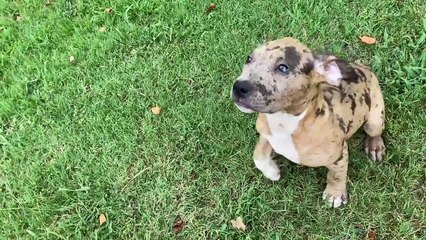 Pitbull yemek yerken agresifleşiyor