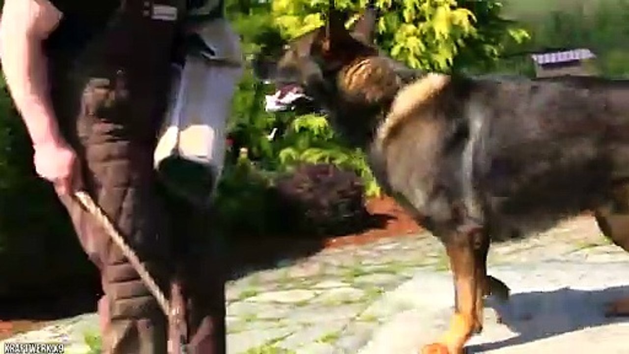 VEA LOS PERROS GUARDIANES MAS GRANDES DEL MUNDO