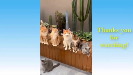 Cute Pets And Funny Animals Compilation - 51 - Pets Garden ( 720 X 1280 )