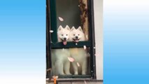 Cute Pets And Funny Animals Compilation - 46 - Pets Garden ( 720 X 1280 )