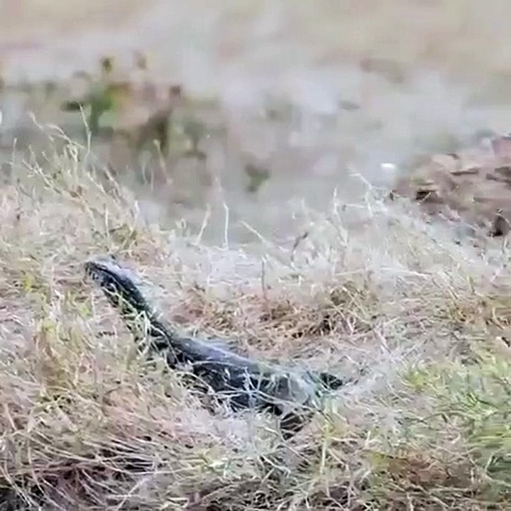 Wild animal attacks lizard caught on camera