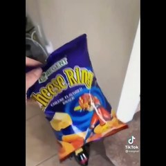 Funniest Cats  - Don_t try to hold back Laughter  - Funny Cats Life(1)