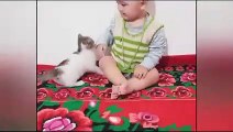 Cute And Funny Cat Videos Compilation | Sevimli ve Komik Kedi Videoları