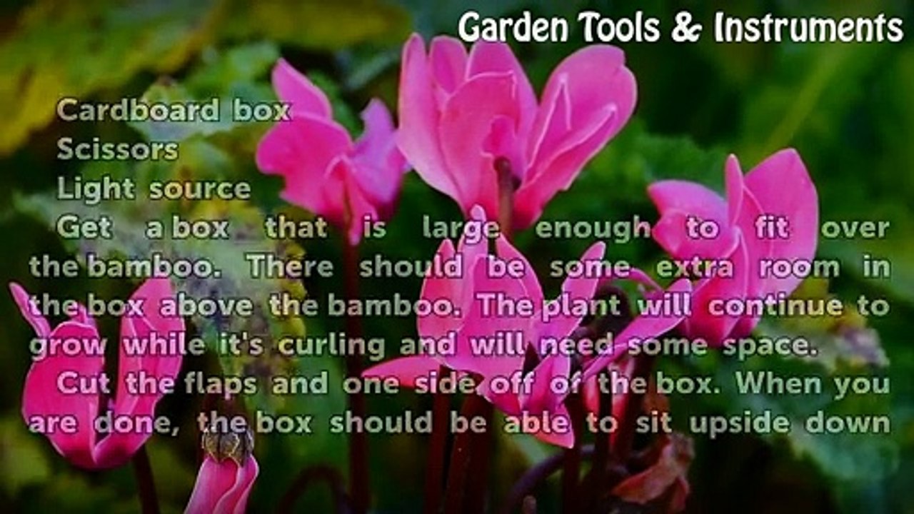 Shakira - Bamboo Samba