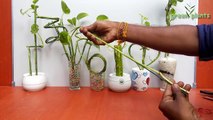 Money Plant Growing In Lucky Bamboo Style | How To Grow Money Plant Your Own Style | Money Plant |