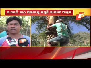 Date Jaggery Farmers In Gajapati Losing Interest-OTV Report