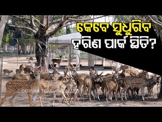 Overpopulation At Cuttack Deer Park Raises Concerns