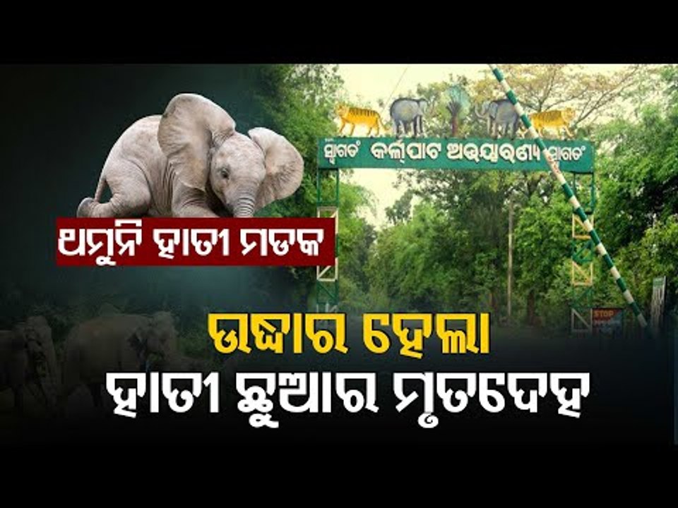 Another Elephant Found Dead In Odisha's Karlapat Sanctuary