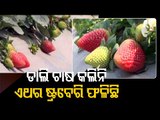 Gorakhpur Farmer Gets Good Returns By Growing Strawberries