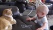 Funny Cats And Babies Playing Together  Animals Trolling Babies
