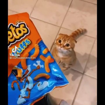 Cute Kittens Doing Funny Things 2021 #22 Cutest Cats