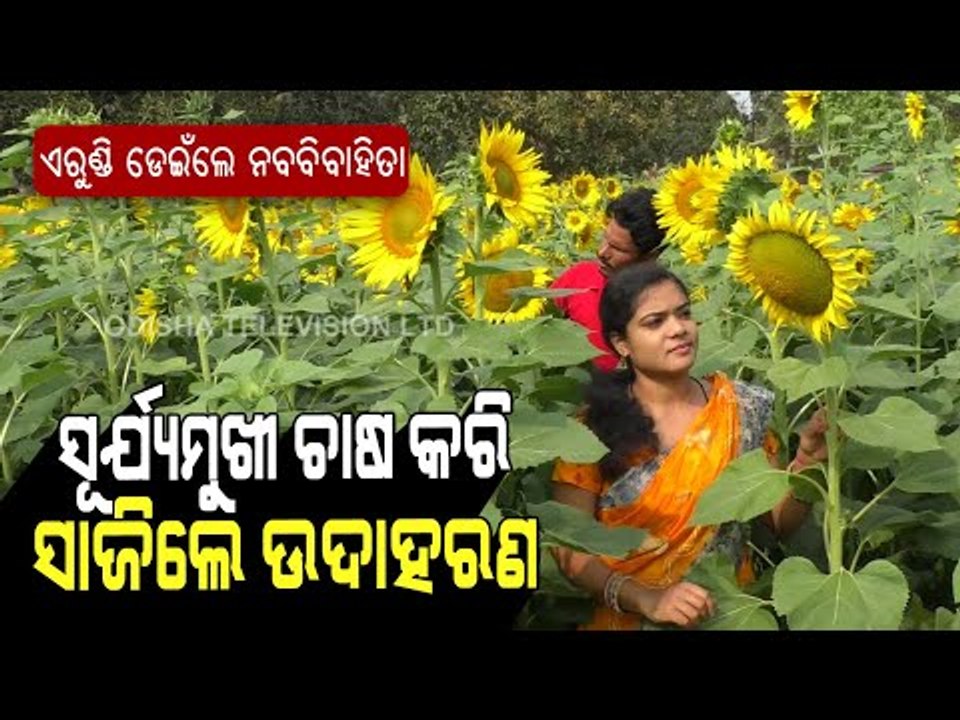 Special Story | Keonjhar Woman Turns Self-Reliant With Sunflower Farming