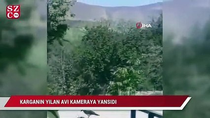 Karganın yılan avı kameraya yansıdı