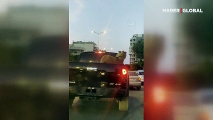 Gören şaştı kaldı! Araba ile aslan gezdirdiler