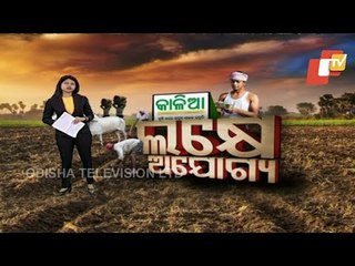 Over 1 Lakh Inelligible Beneficiaries In Kalia Scheme!!!