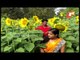 Woman Successfully Grows Sunflower Plants In Backyard-OTV Report From Keonjhar