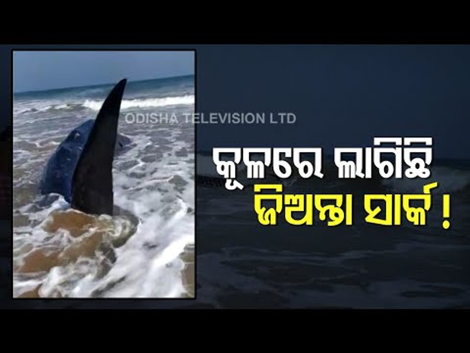Whale Shark Washes Ashore Berhampur Beach