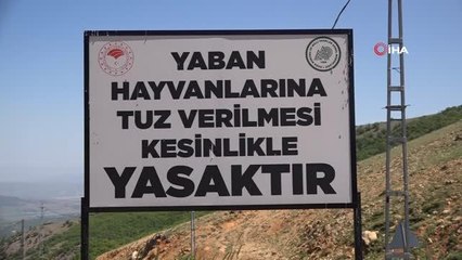 Yaban keçileri tuz için karayoluna iniyor
