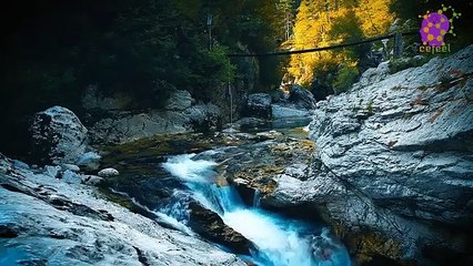 15 Minute Deep Soothing Music | Forest | River | Relaxing | Calming | Being in Present Moment | Meditation | Therapeutic | Mindfulness | Self-love | Sleep | Study