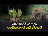 Elephant Herd On Rampage In Keojhar Village, Locals Alleged Inaction By Forest Dept