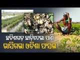 Chhatisgarh's Project On Mahanadi | Floodwater From Tel River Damage Crops In Nabarangpur Villages