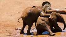 Baby Elephant Taking bath With His Brother Cute Moment