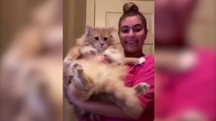 Best Cats  Dogs funny videos 2021  Four Legged World