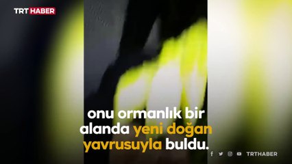 Ormanda doğan buzağıyı 5 kilometre boyunca sırtında taşıdı