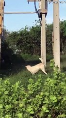 Woman Tries to Scare Stray Dogs Away From Monitor Lizard