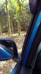 Doggy Stands up After Pretending to Be Injured