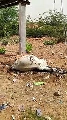 Video: करंट से गाय की हुई मौत