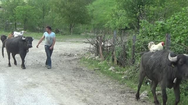 Yanından ayırmadığı tavuk ve horozlarını mandaların sırtında gezdiriyor