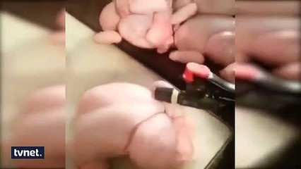 Tavukta akıllara durgunluk veren hileler