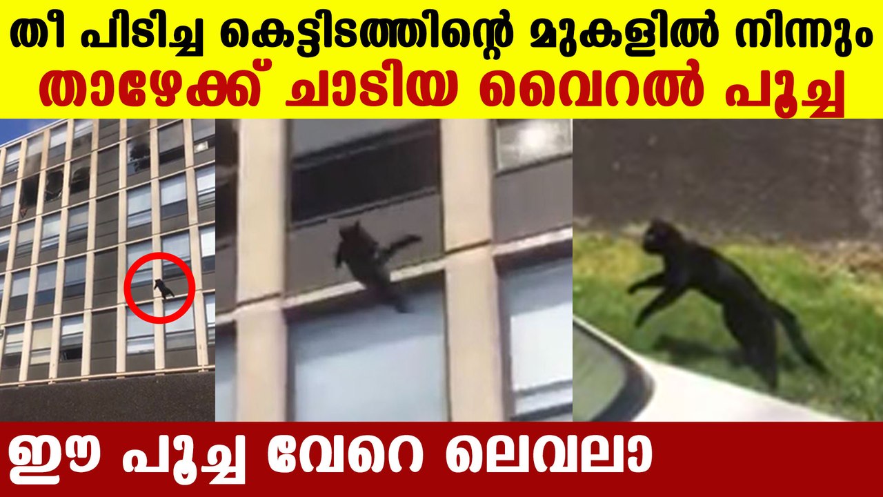Cat jumps from 5th floor of burning building in Chicago. Viral video shows what happened next